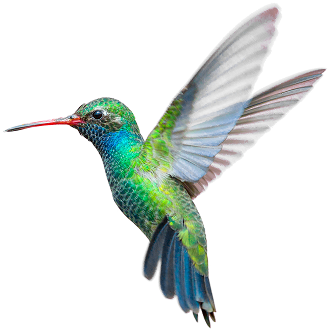 colibri-colorido-xtrategy2.png (652×651)